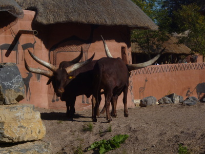Pairi Daiza Zoo in Brugelette. Belgie. 